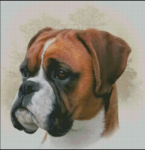 (image for) Boxer